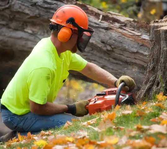 tree services Hollow Creek